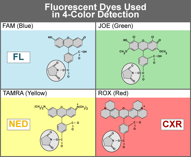 Flourescent Dyes Used in 4-Color Detection