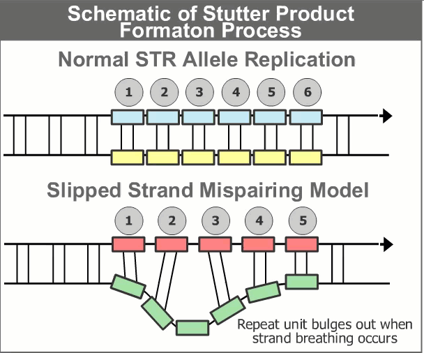 Schematic of Stutter Product Formation Process