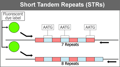 Short Tandem Repeats (STRs)