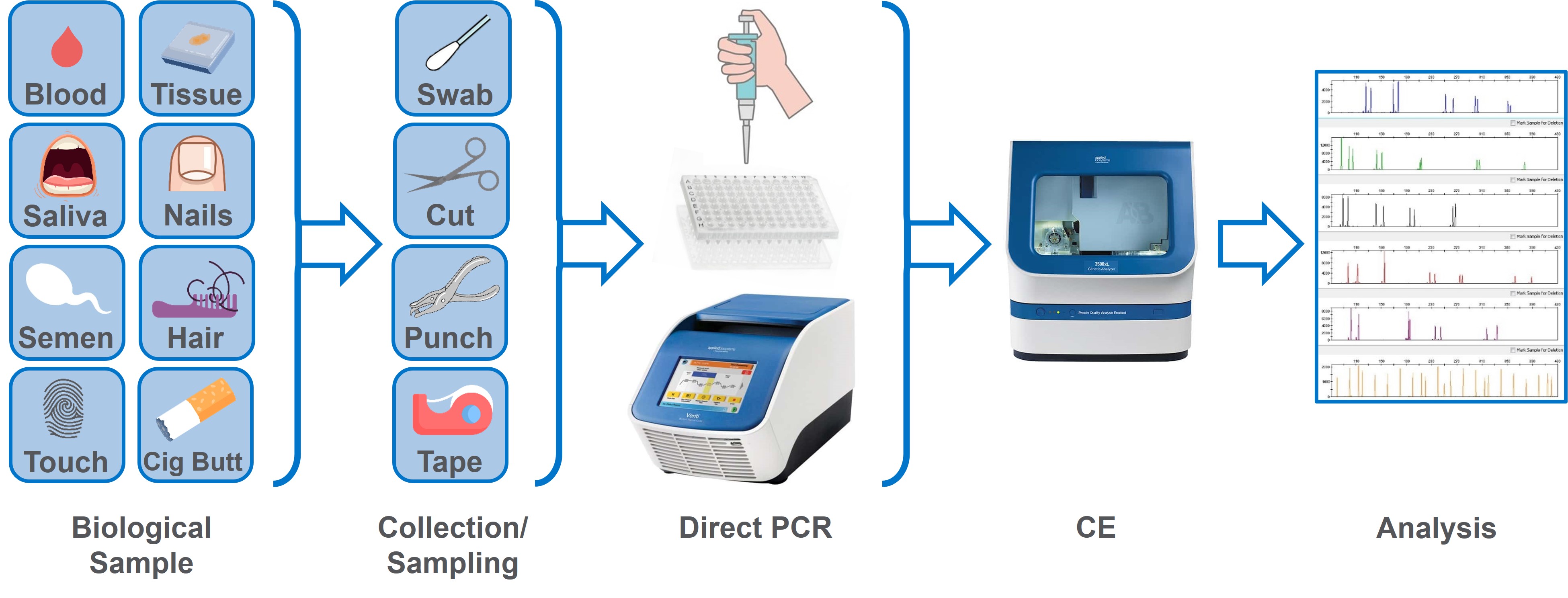 The direct PCR process: types of samples, collection and sampling methods, direct PCR in the thermocycler (for DNA amplification), capillary electrophoresis (CE) for DNA profiling, and analysis results.