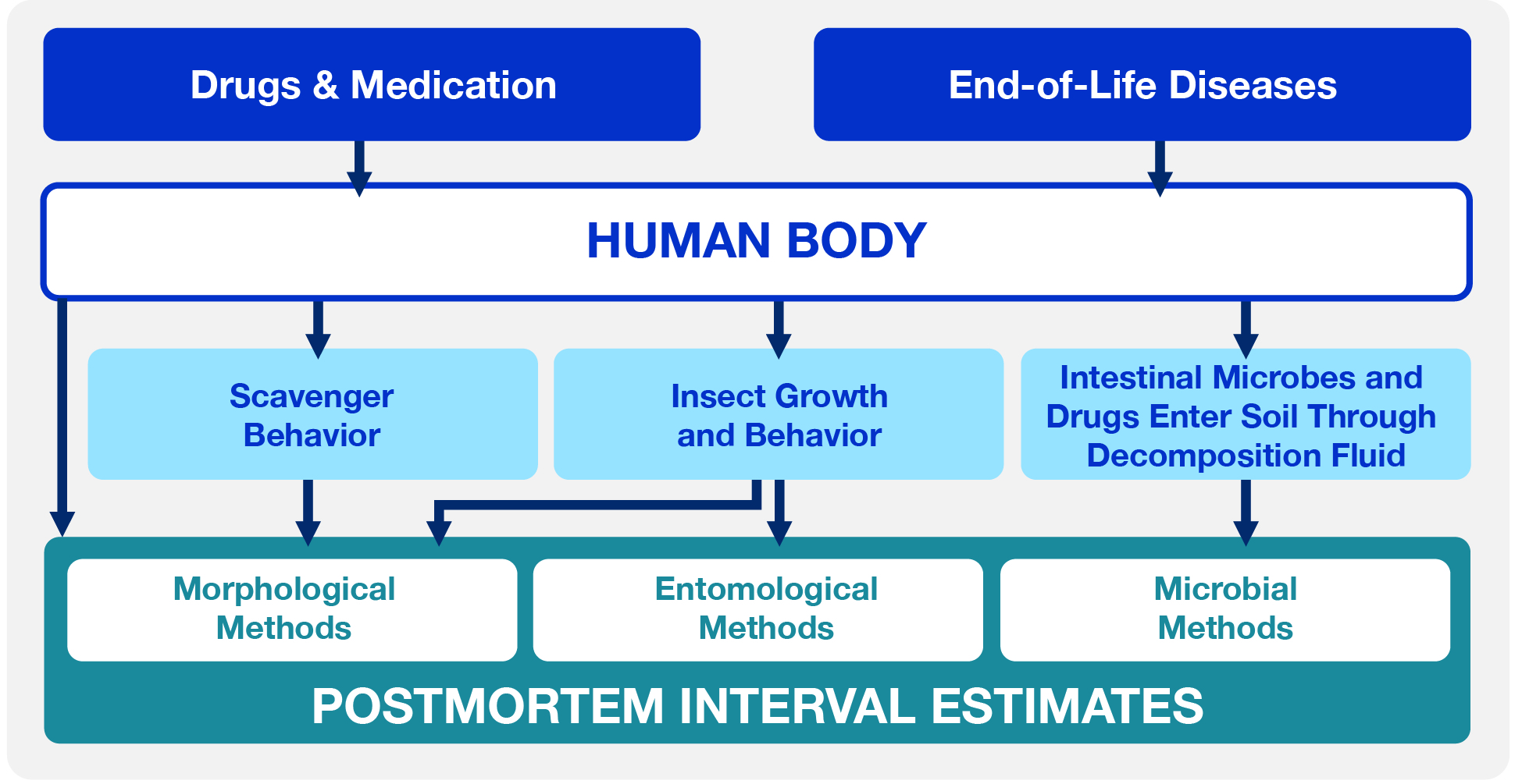 Variables that may affect decomposition and postmortem interval estimates, including drugs of abuse, medication, end-of-life diseases, scavenger behavior, insect behavior, and intestinal microbes.