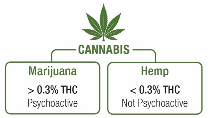 Cannabis is considered marijuana if it is greater than 0.3% THC and hemp if there is less than that.