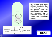 Still image linking to Animations Explaining Base Pairs and the Double Helix of DNA