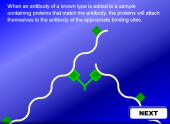 Still image linking to Animation Showing Preceptin and Agglutination Reactions