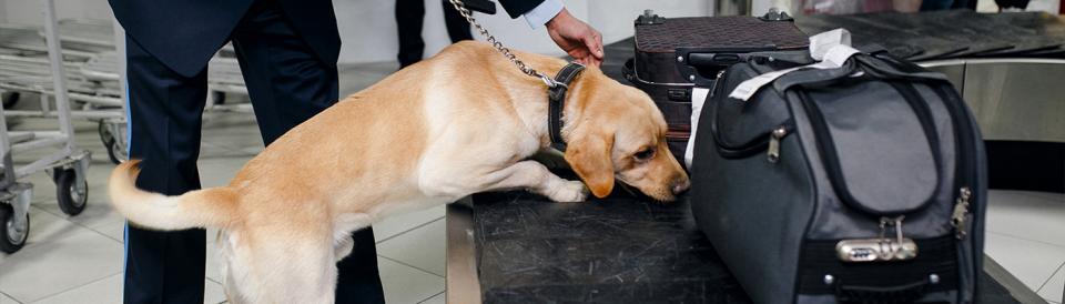drug dog sniffing bag