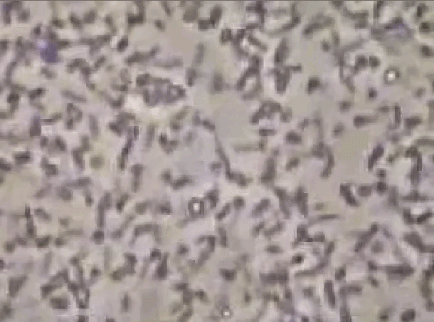 mitochondrial DNA under microscope