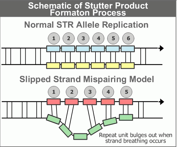 Schematic of stutter product formation process