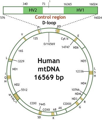 Mitochondrial DNA Forensic Applications