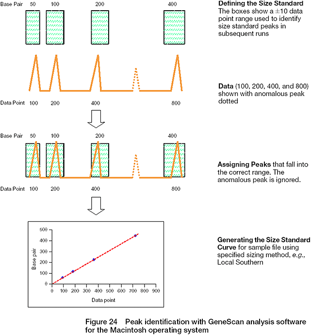 Peak identification with GeneScan analysis software for the Macintosh operating system