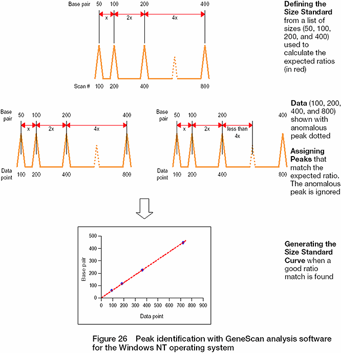 Peak identification with the GeneScan analysis software for the Windows NT operating system