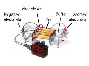 Diagram of Electrophoresis 