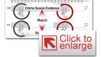 Thumbnail Photo of a DNA profile match using a graphical software program.