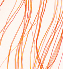Optical microscope image of nylon fibers. The identification of different types of fibers is critical to investigating a crime scene. The magnification is 200 times when printed 10 inches wide.