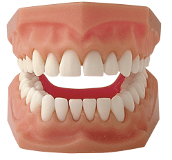 Teeth