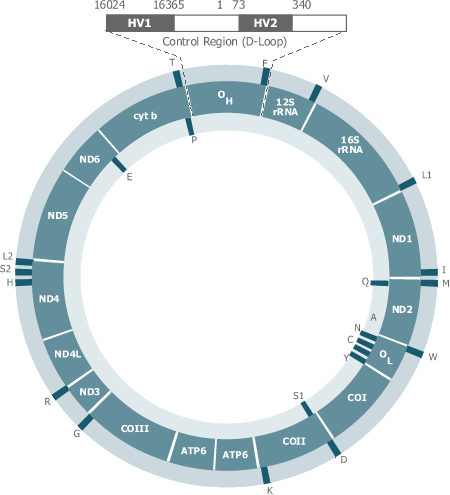 Mitochondrial DNA (mtDNA)