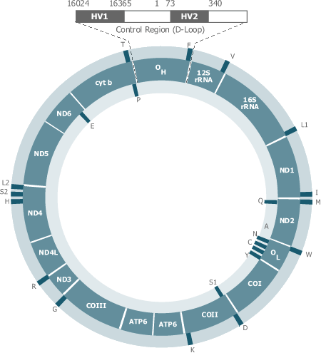 Mitochondrial DNA Control Region