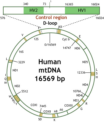 Mitochondrial DNA Forensic Applications