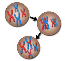 Recombination