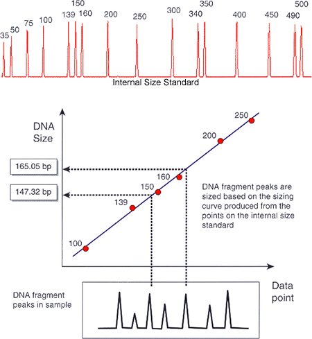 Graphic of GeneScan Sizing Peaks