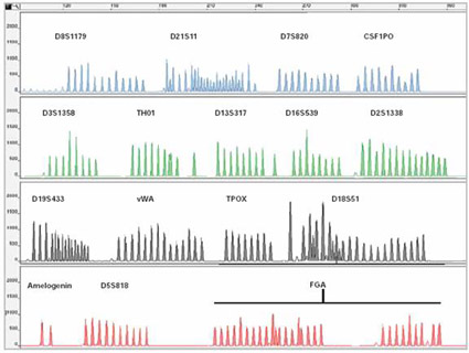 AmpFℓSTR Identifiler allelic ladder on the ABI Prism® 310 Genetic Analyzer
