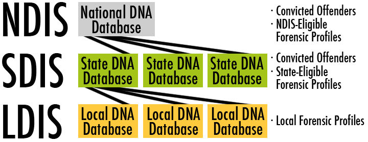illustration of the relation of National to State and Local Databases