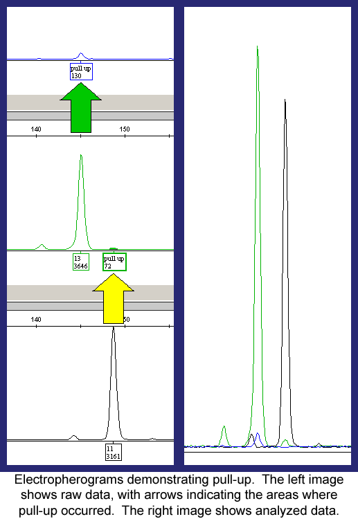 Electropherograms demonstrating pull-up